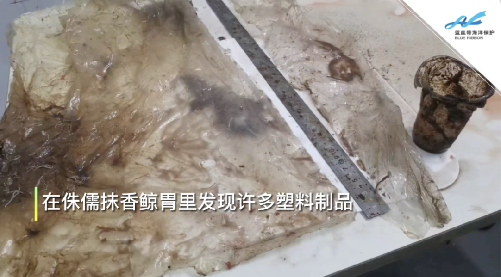 擱淺死亡的鯨：體內(nèi)有大量塑料垃圾，和一頭鯨寶寶